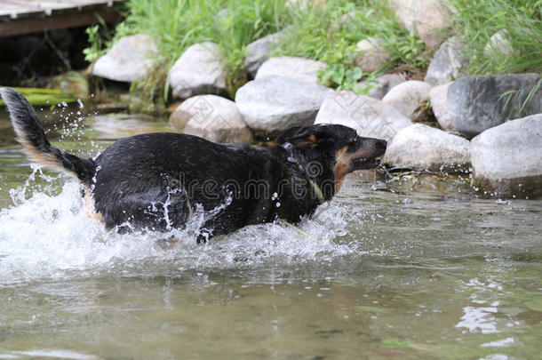 狗在水里溅水