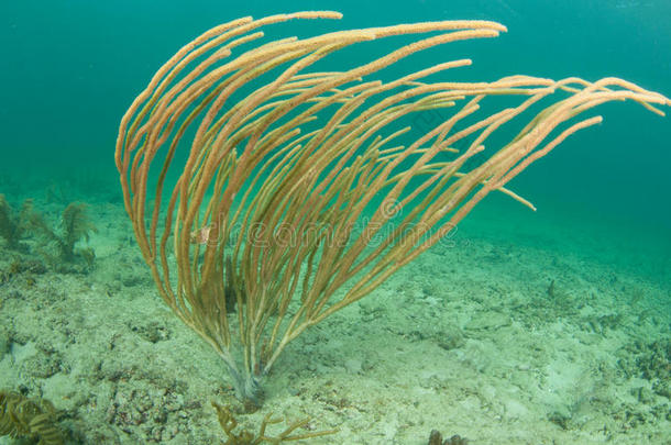 海流中的大型软珊瑚