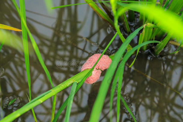 金苹果蜗牛蛋