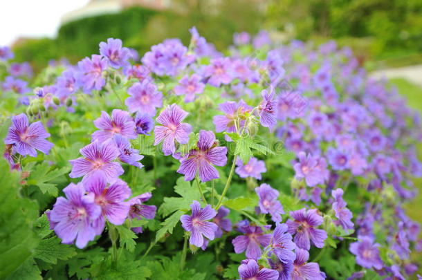 慕尼黑植物园春天盛开的薰衣草紫色花朵