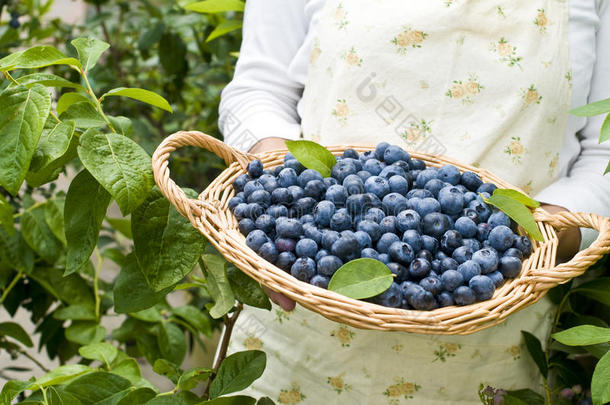 蓝莓，