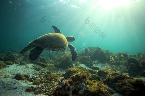 海龟在水下游泳