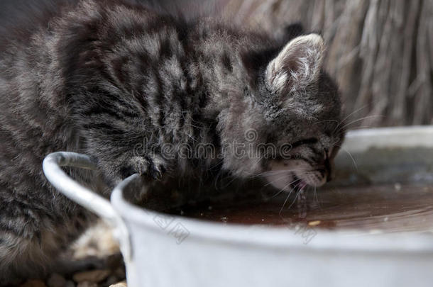 小猫喝水