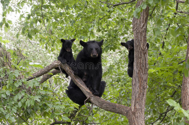妈妈熊和两只小熊