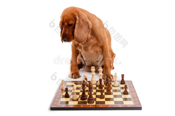 英国<strong>可卡猎犬</strong>下棋