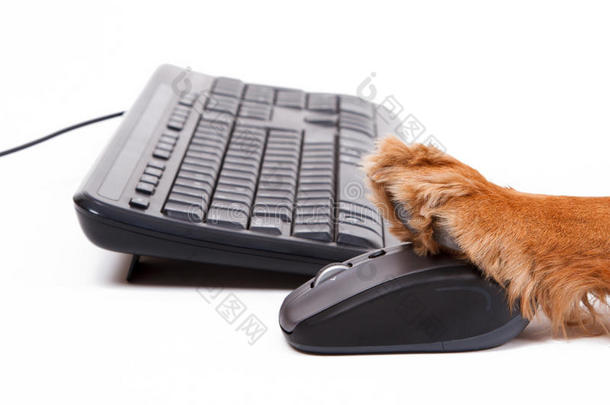 用鼠标和键盘的英国可卡猎犬