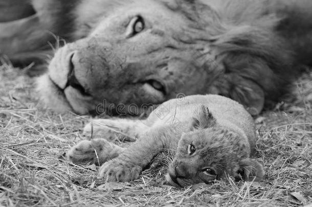 可爱的<strong>小狮</strong>子和爸爸一起休息