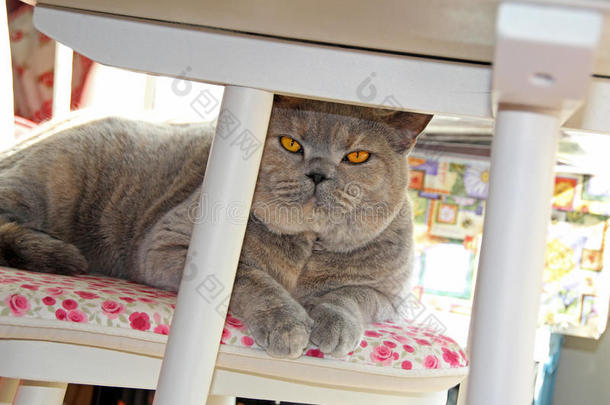 桌子<strong>底下</strong>椅子上的猫