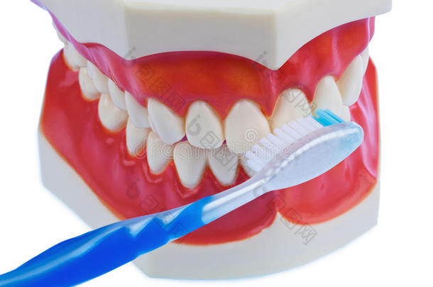 刷牙时使用牙刷的牙齿模型