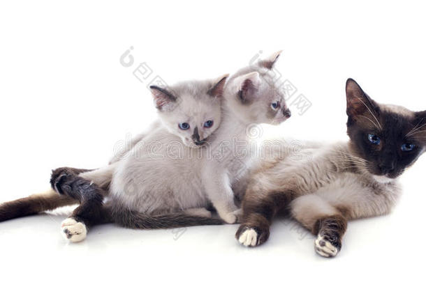 暹罗猫和小猫