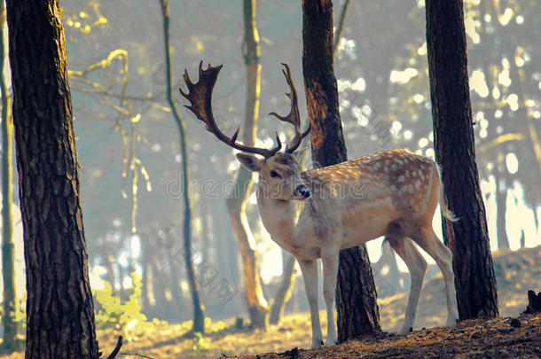 在森林里摆姿势的小鹿