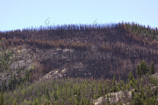 野火烧毁的树木