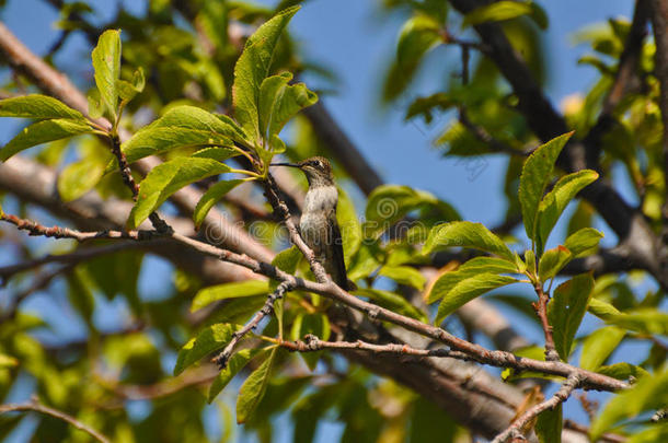 梅树蜂鸟