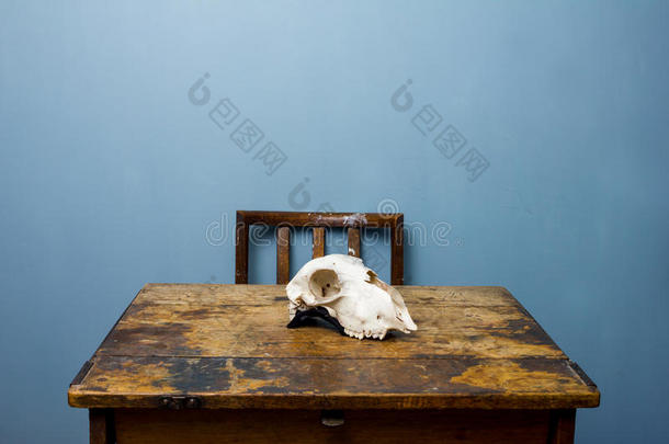 山羊头骨椅子和桌子