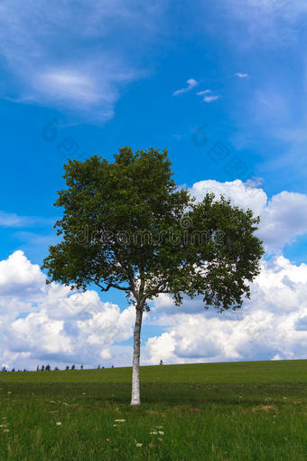 景观-绿地上孤独的桦树，公园长凳图片