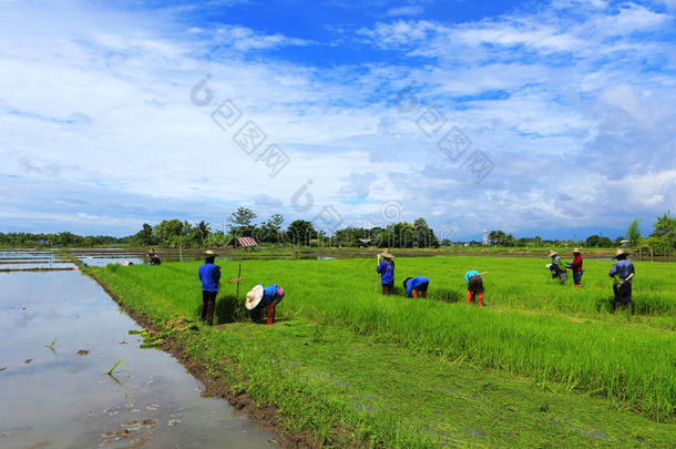 在泰国农场<strong>种植水稻</strong>的农民