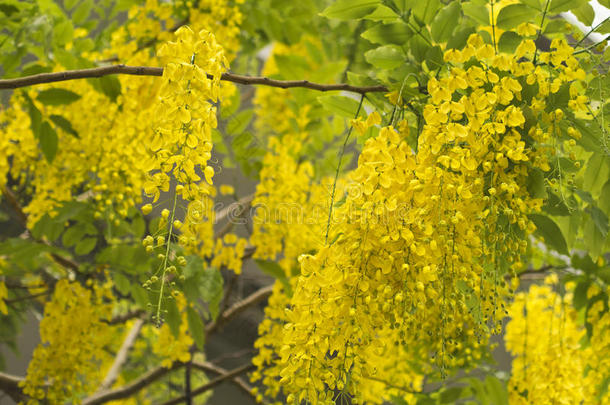 金莲花（决明子瘘）