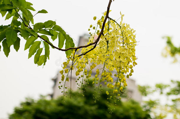 金莲花（<strong>决明子</strong>瘘）