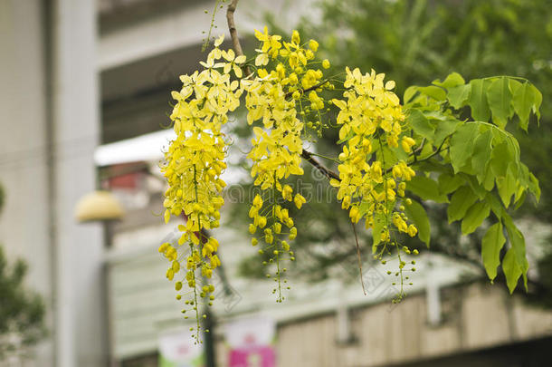 金莲花（决明子瘘）