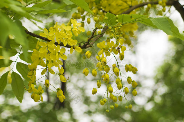 金莲花（决明子瘘）