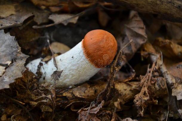香菇摄影（leccinum aurantiacum）