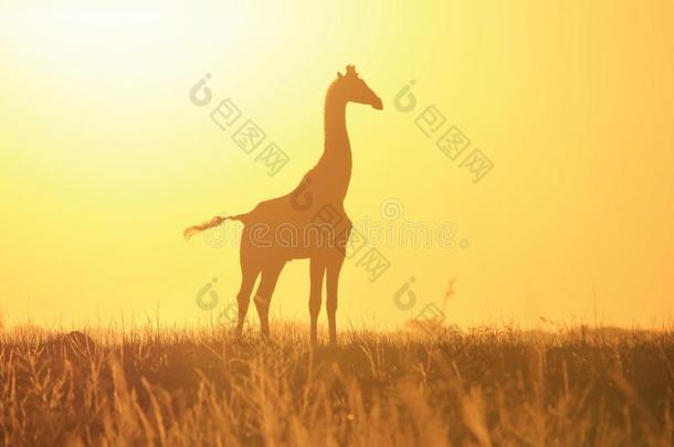 长颈鹿金色日落剪影-野生动物背景和美丽的非洲野生动物。