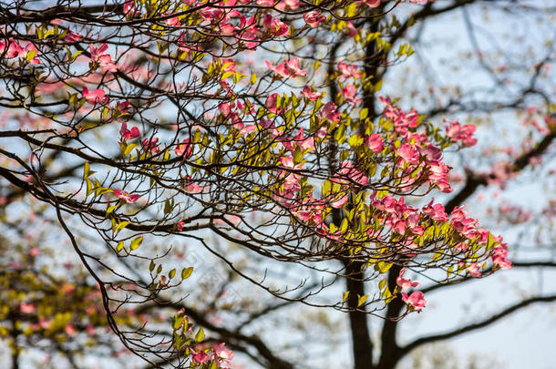 阳光明媚的春天，粉红色的山茱萸