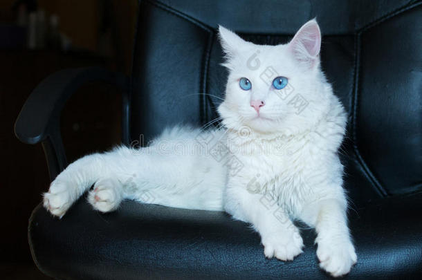 蓝眼睛的<strong>白猫</strong>