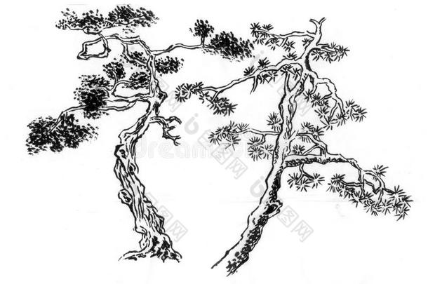 中国画一种松树