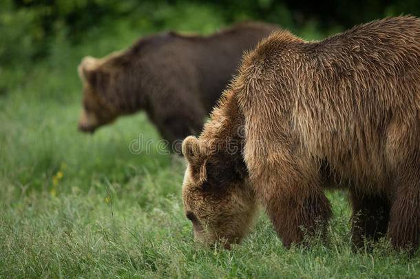 <strong>棕熊</strong>在吃，两只熊