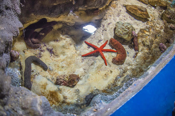 水族馆里的海星和海参