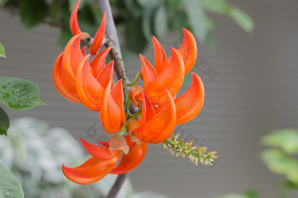 新几内亚<strong>藤蔓植物</strong>的橙色花。