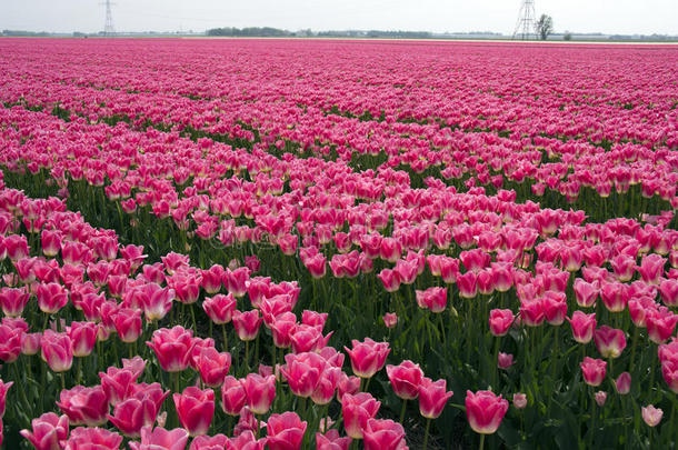 粉红色郁金香的田野