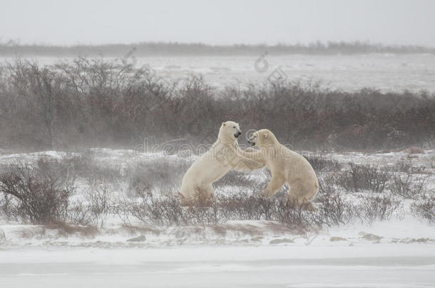 北极熊打斗后推搡