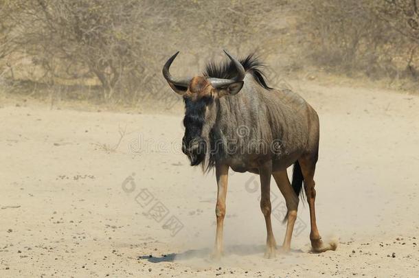 蓝色角马-非洲野生动物背景-沙尘漫步