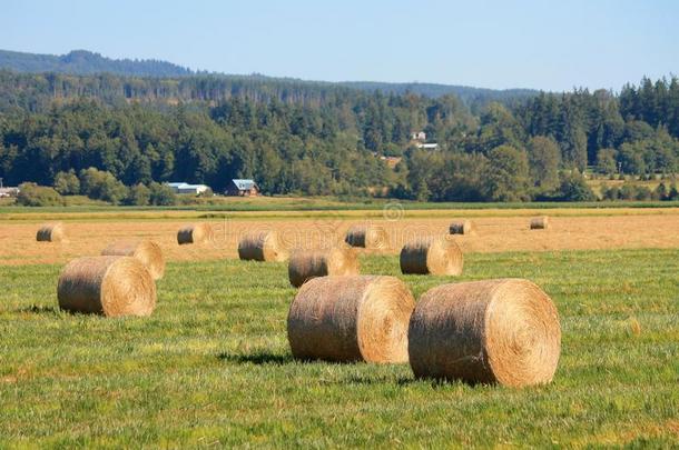 华盛顿州农村的大型圆形干草捆