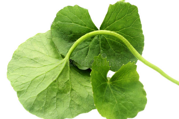 药用感恩树叶或gotu kola