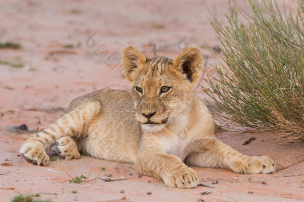 躺在卡拉哈里沙滩上的可爱小狮子