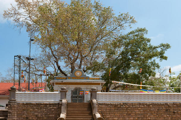 斯里兰卡阿努拉达普拉的神圣的斯里兰卡马哈菩提树
