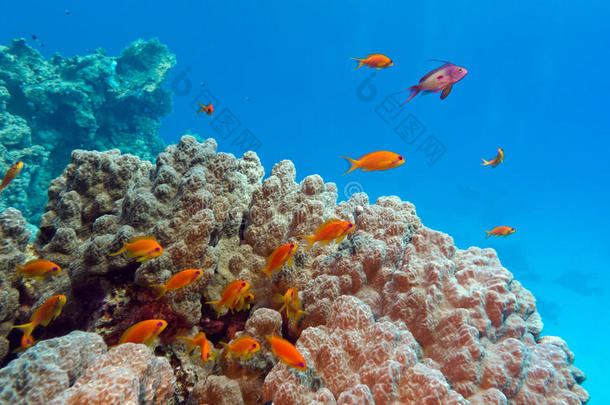 蓝水背景下热带海底含多孔珊瑚和珊瑚礁