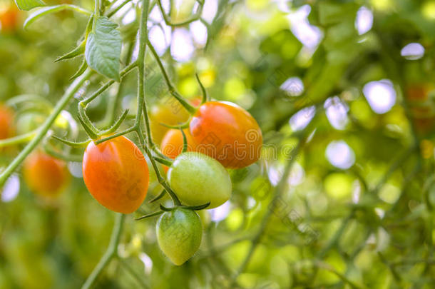 种植葡萄西红柿的特写