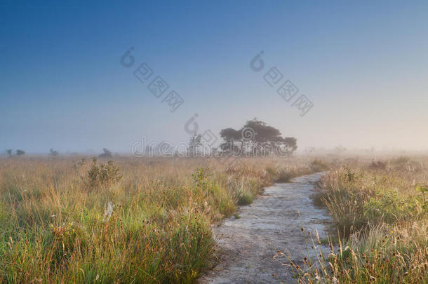 在薄雾弥漫的夏日早晨穿过沼泽的小路