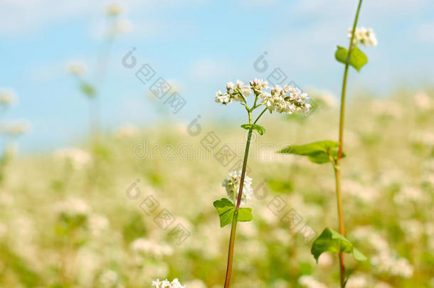 田野上方的荞麦花