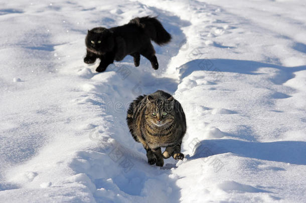 雪地里的两只猫