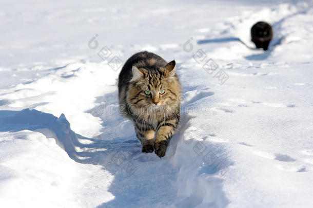 雪地里的两只猫