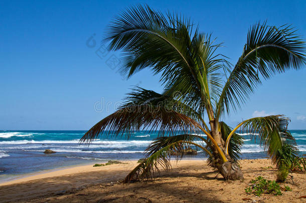 夏威夷考艾棕榈树热带海滩风光