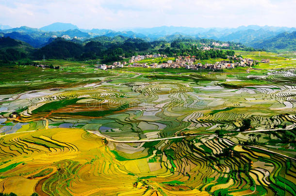 巴平黄金梯田