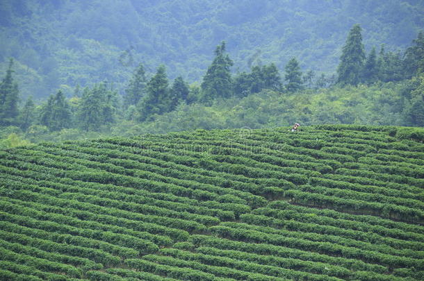 山上的茶树