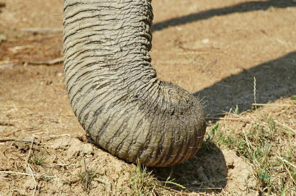 大象的鼻子