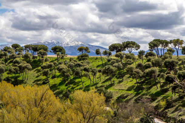 西班牙塞戈维亚的地中海松树和山脉
